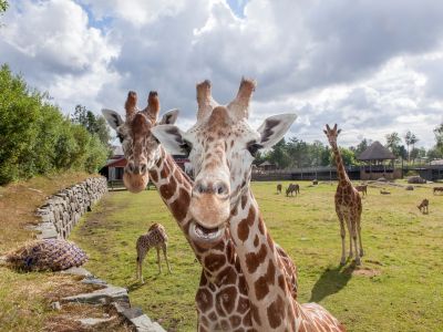 Dyreparken, Kristiansand Zoo und Vergnügungspark