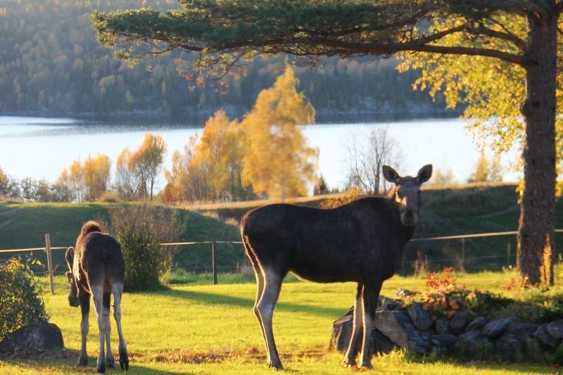 Olberg Camping Elandsafari